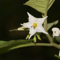 <i>Solanum torvum</i>  Sw.